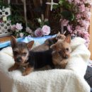 오픈주 하남스타필드점 이미지