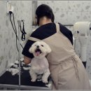 즐거운 애견미용 이미지