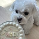 한천우체국 | 강아지 생일 케이크 해피팡팡 수제 보틀 케이크