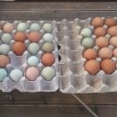 사과랑 고추랑 이미지