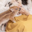 별별돼지 이미지