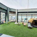 서울애견미용실 이미지