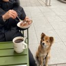 애니워크 | 애니마크 파티애니멀 강아지 노즈워크 장난감 후기