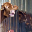 중앙한우농장 이미지