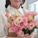 플라라레 이미지