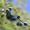 유기 농업기능사 국가기술자격증 이미지