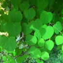 청하중학교 이미지