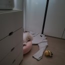 댕집사장 포메라니안 이미지