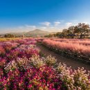 10월19일[월]연천 빨갛게 물들때까지~댑사리공원과 양주나리공원 장독대한옥카페 세라비!! 15.000원 입금순마감 이미지