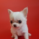 응답하라 몽몽이 이미지