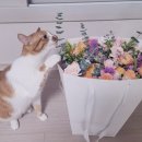휴화