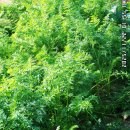 대부 해솔길 3코스 탐방 이미지