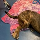 데려가시개 이미지