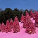 허브애견 | 포천 허브아일랜드 애견동반 레스토랑 후기 총정리