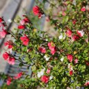 대청고등학교 정문 이미지