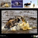 누를 척살하는 기사와 댓글Article &amp; Comments Slaying Wildebeest &amp; Reader 이미지