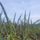 석문농장 이미지