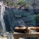 오락랜드 | 에버랜드 워킹사파리 주말 오픈런 후기