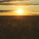 토속보리밭 이미지