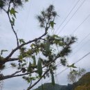 지리골돌담농원식당 | 가평 애견동반 닭볶음탕 맛집 산골농원 후기 가을소풍 추천