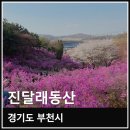 부천유도체육관 | 경기도 부천 원미산 진달래동산 개화 상태 혼잡도 관람 동선 실제 방문 후기