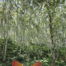 자작나무 | 강원도 인제 속삭이는 자작나무 숲 방문 후기(방문일 2026. 8. 5.)