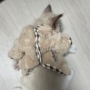 장보는강아지와고양이평택 네이버블로그
