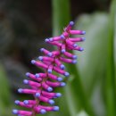 성냥개비 브로멜리아드 (Matchstick Bromeliad) 이미지