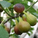 무화과나무 이미지