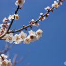 청매실농원 이미지