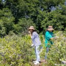 덕일약품 이미지