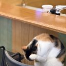 성수 푸딩 맛집 사운드프로바이더 Cafe&Bar｜고양이가 있는 감성 카페