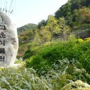 완전 초보 청양 장곡사 벚꽃 트래킹(16,04.17,일) 이미지