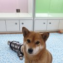 펫몽드/카페드봉