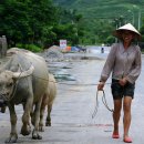 물소(water buffalo) 이미지