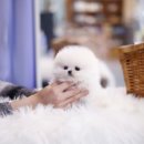 펫퍼스트 24시 강아지분양고양이분양 용인점 이미지