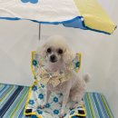 댕스살롱 이미지