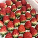 엄마농원 | 논산딸기 추천 류권호농원 겨울 설향딸기 솔직후기