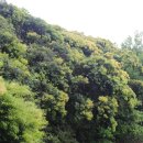 제주 도순리 녹나무 자생지 이미지