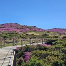 제주 한라산 산철쭉 개화 본격화…6월 초 분홍 물결 절경 선사 이미지