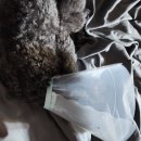 밀양동물메디컬센터 이미지