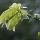 새우꽃 (Shrimp Plant) 이미지