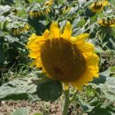 비금청정황토민박 이미지