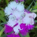 별빛소나타 | 베토벤의 마지막 소나타의 트릴 / 황동규