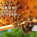 차봉극 벌꿀