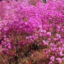 11545-10-26-15 | [부천 원미산/ 부천 원미산 진달래꽃 축제] 26년도 진달래꽃 축제 생생후기☺️