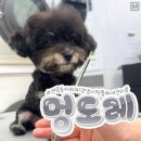 멍도레 이미지