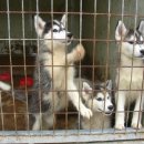 멋진강아지 이미지