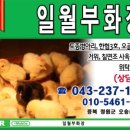 일월부화장 네이버블로그