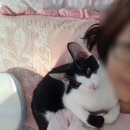 금빛동물병원 이미지